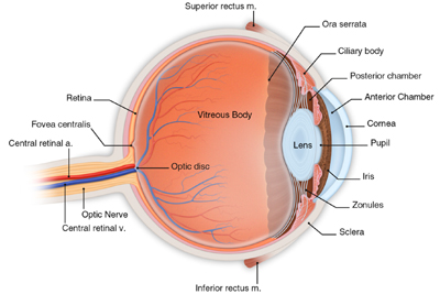 Eye Care | Eye Surgery | Bayside